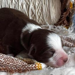 Biscuit II - Red tri-color male Australian Shepherd puppy in Ramona, California from Blue Moon Aussies
