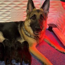 Dolly - Black and tan female German Shepherd puppy in Warwick, Rhode Island from Karma Kennels