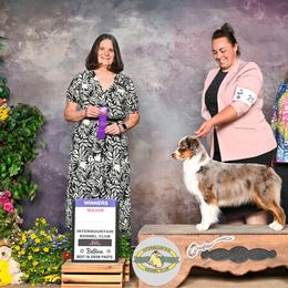 Dream - Miniature American Shepherd