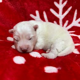 AKC Aspen - White female Siberian Husky puppy in Centreville, Maryland from Huskies By the Bay