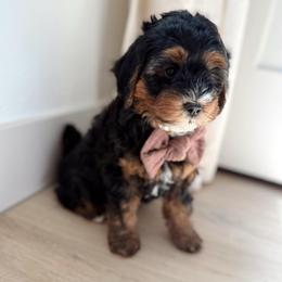 Terence - Tri-color male Bernedoodle puppy in Payson, Utah from The Puppy Nest