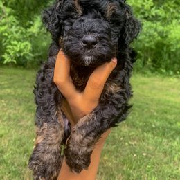 Bernedoodle, Cockapoo, and Goldendoodle Puppies from Danie’s Darling Doodles LLC