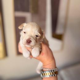 Winter - Wheaten male Miniature Schnauzer puppy in Orange City, Florida from Xaysha’s Miniature Schnauzers
