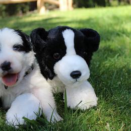Border Collie Puppies from Team Reeves Ranch