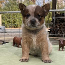 Queen Girl 3 - Red speckled female Australian Cattle Dog puppy in Monroe, Louisiana from The Sweet Kennels