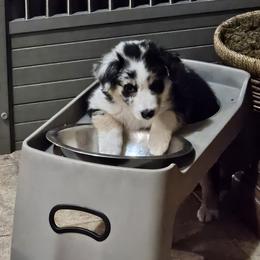 Australian Shepherd Puppies from Cali's Australian Shepherds