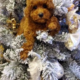 Cavapoo, Maltese, Maltipoo, and Poodle Puppies from Mt.BakerPoodles&Doodles