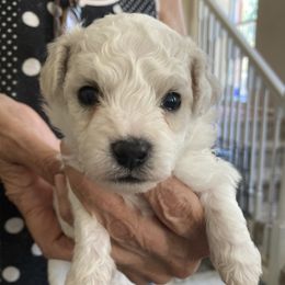 Puppy - White male Bichon Frise puppy in Greenville, South Carolina from Almaza Bichons