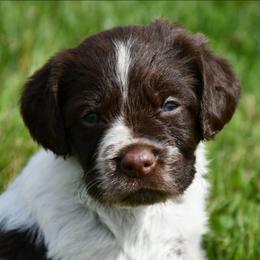 Skye - Liver roan female Brittany puppy in Hollidaysburg, Pennsylvania from Royal Flush Farms