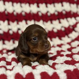 Dachshund Puppies from Emily’s Mini Dachshunds