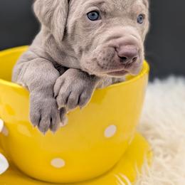 Linda - Silver gray female Weimaraner puppy in Evart, Michigan from Drehbar Weimaraners