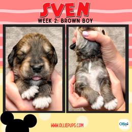 Sven (Brown) - male Golden Mountain Doodle puppy in Boiling Springs, South Carolina from OlliePups, LLC