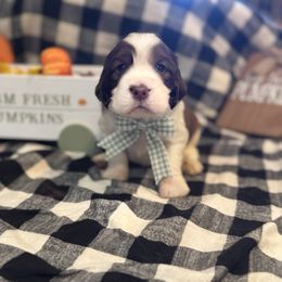 Elmo the Eagle - Liver white and tan male English Springer Spaniel puppy in Cookeville, Tennessee from Krossroads Kennel
