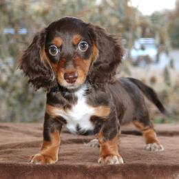 Puppy E Purebred DNA Tested Parents Family Raised - Chocolate and tan female Dachshund puppy in Haines City, Florida from Divine Poodle Paradise Standard Poodles & Divine Dachshunds