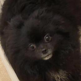 Ebony - Pomeranian