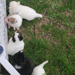 Sporty Mix Puppies from Eternal Symmetry