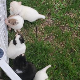 Sporty Mix Puppies from Eternal Symmetry