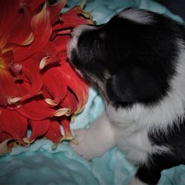 Pembroke Welsh Corgi Puppies from Larrchelle's Corgi's