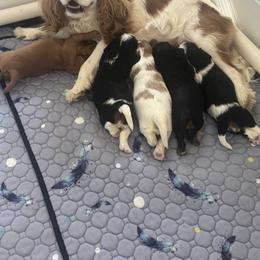 Cavalier King Charles Spaniel puppies from Becky's Cavalier King Charles Spaniels