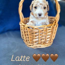 Latte - Cream male Goldendoodle puppy in Hamilton, Alabama from Sweet Doodles of Alabama
