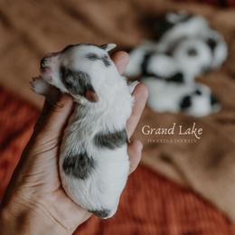 Scout - Merle male Schnoodle puppy in Grove, Oklahoma from Grand Lake Poodles & Doodles
