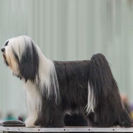 Emanuel  - Tibetan Terrier
