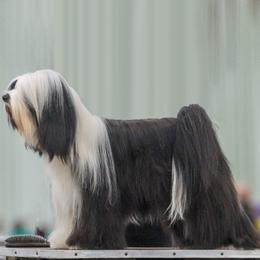 Emanuel  - Tibetan Terrier
