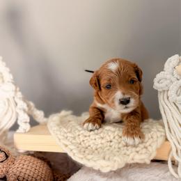 Enzo - Red  male Goldendoodle puppy in Garden Grove, California from Sunkissed Doodles