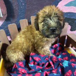 Miguel - Wheaten male Soft Coated Wheaten Terrier puppy in Gladewater, Texas from Felicias Swheaties