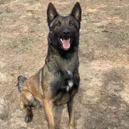 Zeena - Belgian Malinois