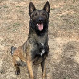 Zeena - Belgian Malinois