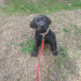 Sausage (Brown Collar) - Black male Labrador Retriever puppy in Prince George, Virginia from Kingdom Kenelz Labradors