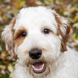 Wren - Australian Labradoodle