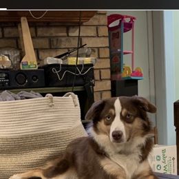 Miniature Australian Shepherd All Grown Up from Diamond Rainbow Aussies