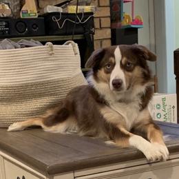 Miniature Australian Shepherd All Grown Up from Diamond Rainbow Aussies