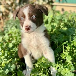 Girl 4 - Red female Border Collie puppy in Centerville, Washington from Forthright Farms
