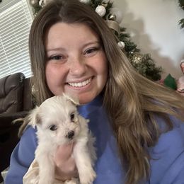 Aussiedoodles, Australian Shepherds, and Maltese from Chandler Mountain Aussies