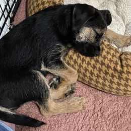Border Terriers from Wildwood Border Terriers