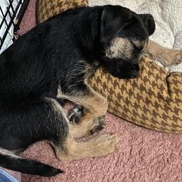 Border Terriers from Wildwood Border Terriers