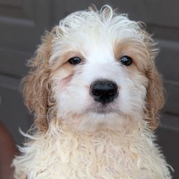 Butterscotch - Apricot male Aussiedoodle puppy in Tucson, Arizona from Ever After Doodles Arizona