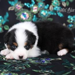Zion - Black tri-color male Australian Shepherd puppy in Herriman, Utah from Painted Blue Aussies