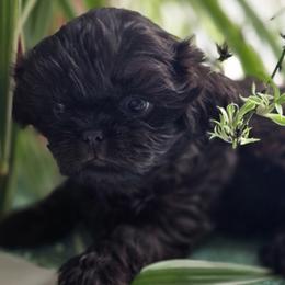 Shih Tzu puppies from 🩷CHAFFINO ADORABLE SHIH TZUS