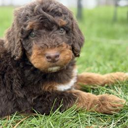 Heath - Boy 1 - Phantom male Bernedoodle puppy in Bellville, Ohio from Bernedoodle Buddies