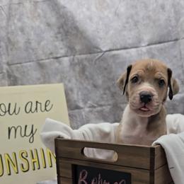 Shock - Merle female Great Dane puppy in Caldwell, Idaho from Miner's Dynamic Danes