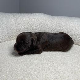 Fleet - Brown male Schnoodle puppy in Lathrop, Missouri from RR Schnoodles