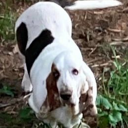 Gwenevere - Basset Hound