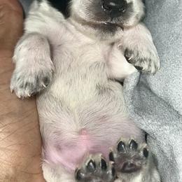 Boy 3 - Piebald male Dachshund puppy in Bon Air, Tennessee from Clemons Mini Dachshunds of Tennessee