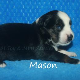 Mason - Black tri male Toy Australian Shepherd puppy in Godley, Texas from Flying H Toy and Mini Aussies