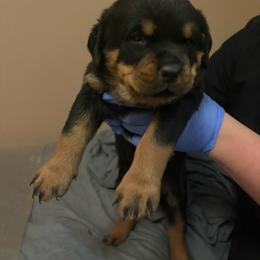 Baby girl - Black and mahogany female Rottweiler puppy in Colorado Springs, Colorado from Von Locher Rotties