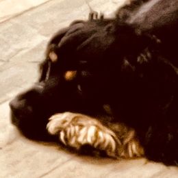 Chewi - Cocker Spaniel
